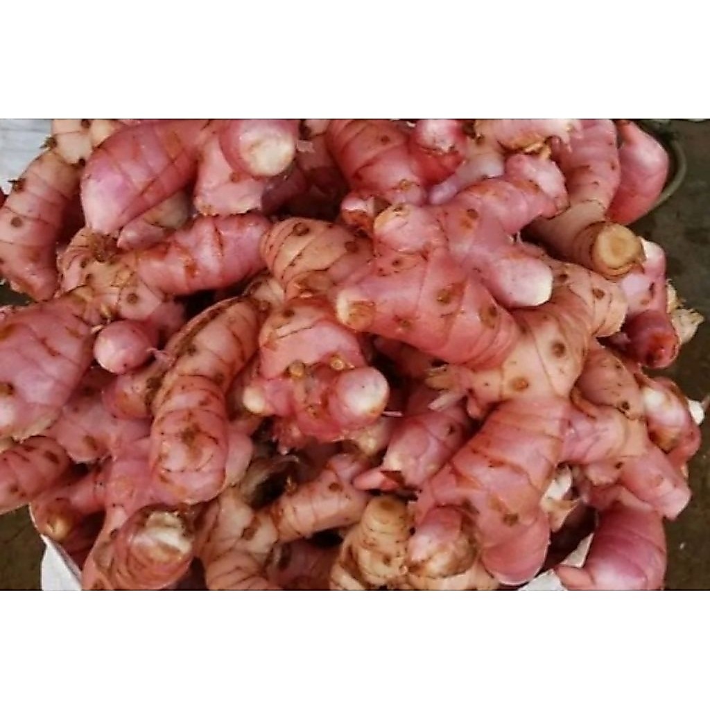 lengkuas,laja,1kg