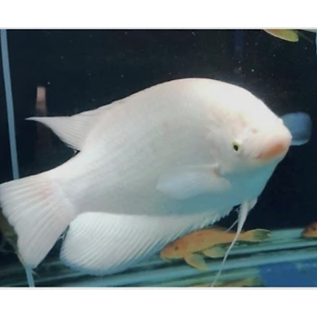 GURAME ALBINO/padang ukur3-4cm
