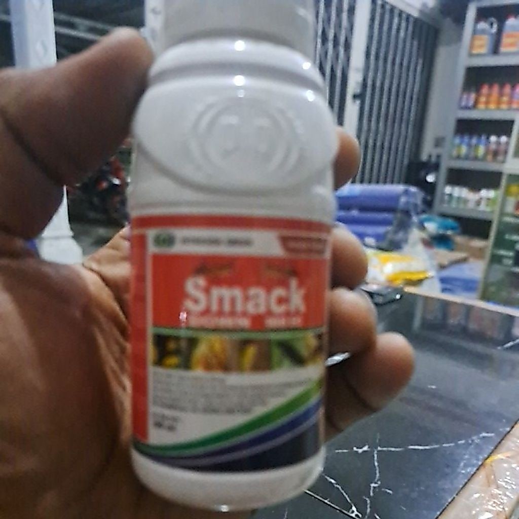 smack down  100 ec. inseksida lalat buah