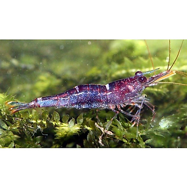 Udang Hias Mini Blue Sulawesi