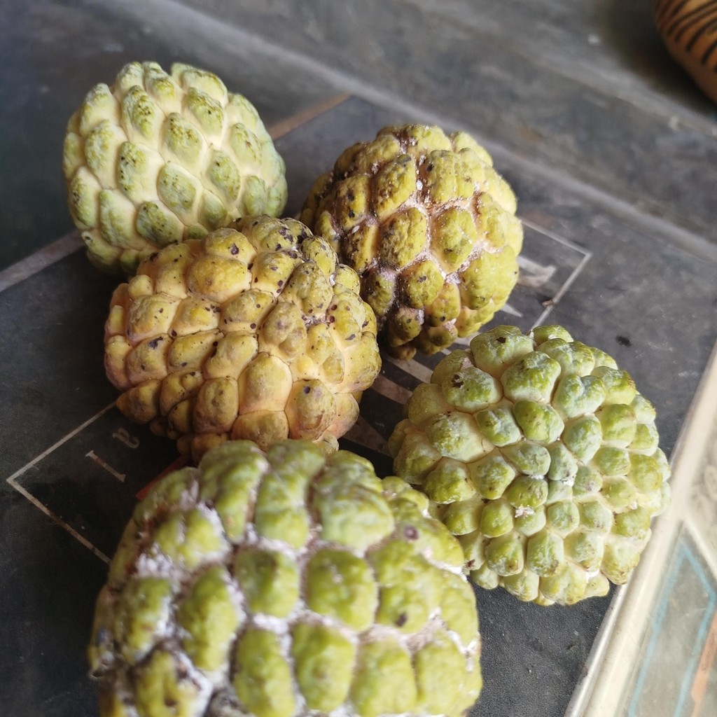 

BISA COD Buah Srikaya Hijau Segar