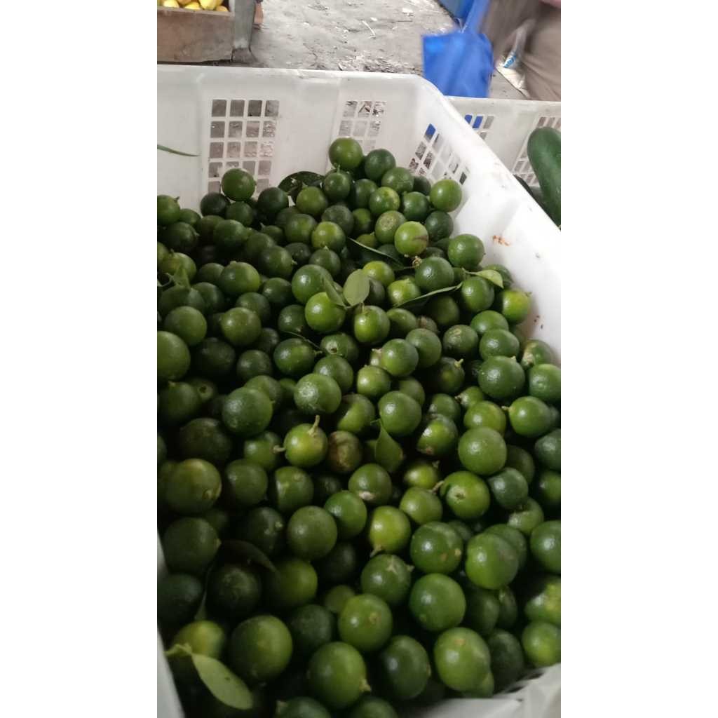 

PROMO JERUK KASTURI / JERUK SONKIT / JERUK SONGKIT / LEMON CUI 1 KG