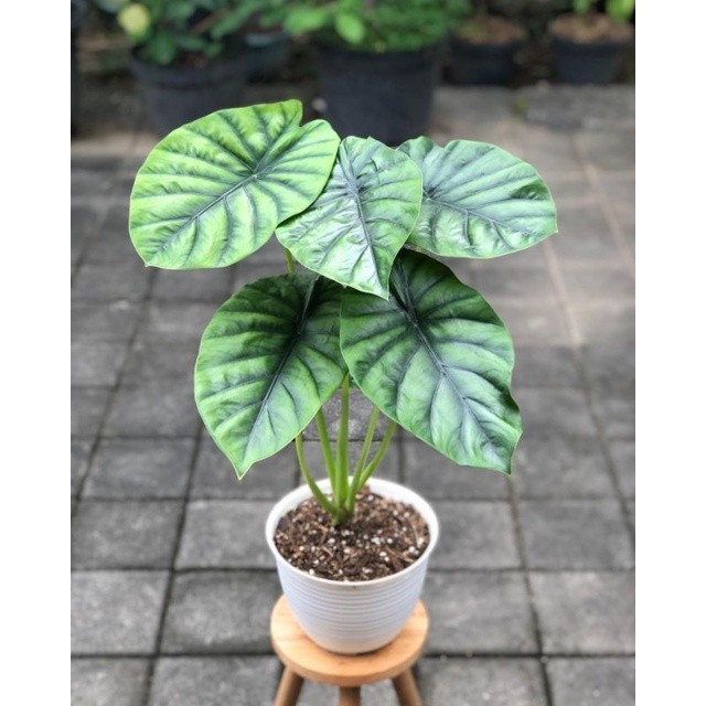 Bunga ALOCASIA GREEN SHIELD - Tanaman Hias Hidup Alokasia Green Shield - Keladi Tengkorak Hijau