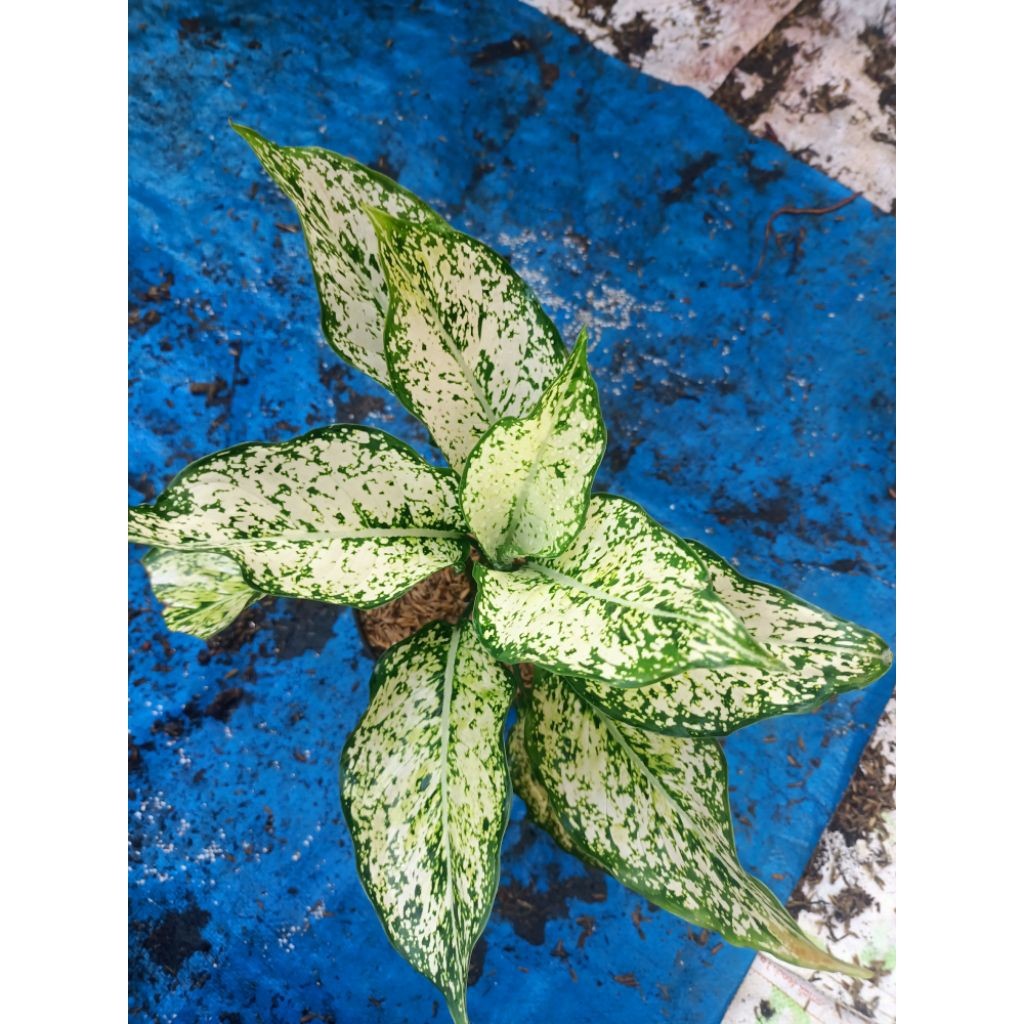 aglonema beras tumpah-aglonema snow white-aglo murah