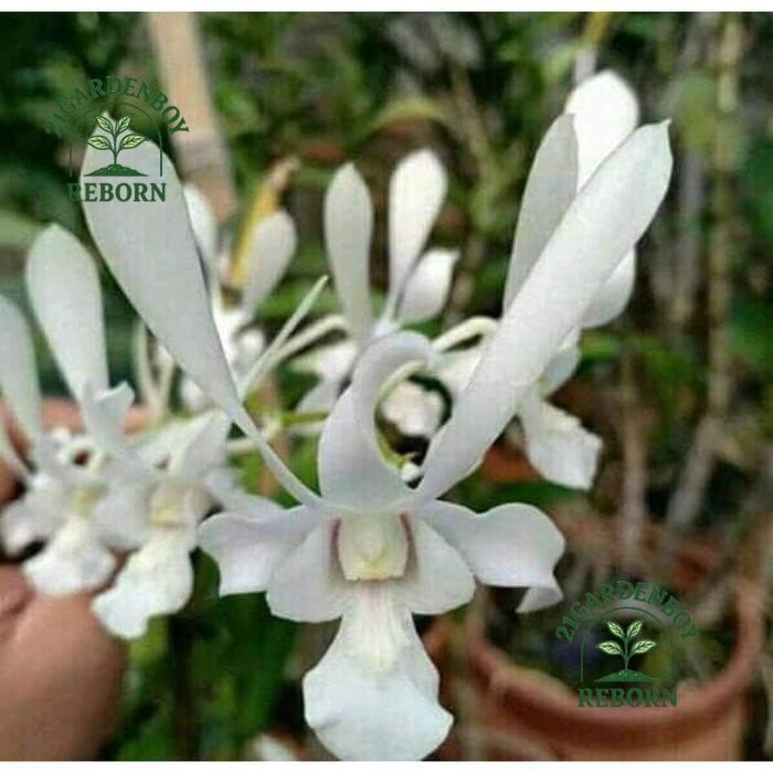 (BISA COD) anggrek keki dendrobium kriting capung jawa .