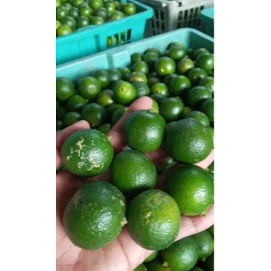 

PM88 READY SALEE 7.7 [500gr] JERUK KUNCI / JERUK SONKIT / JERUK KASTURI 500gr MURAHH