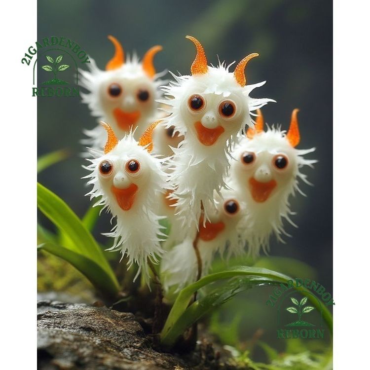 Anggrek dendrobium import dewasa siap berbunga 4