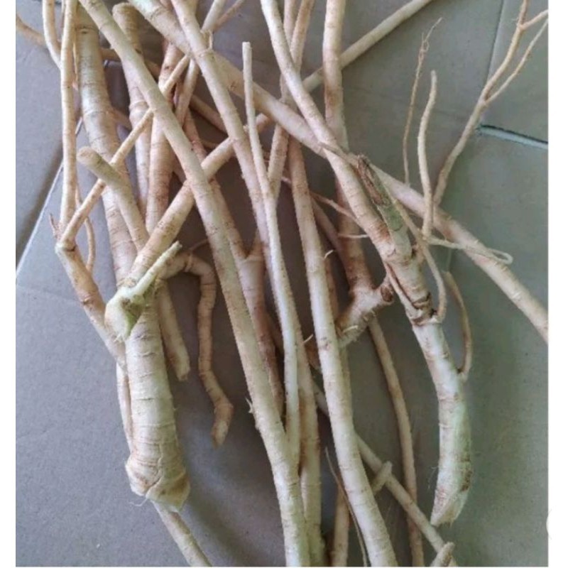 

akar pepaya segar per 500gram bisa cod