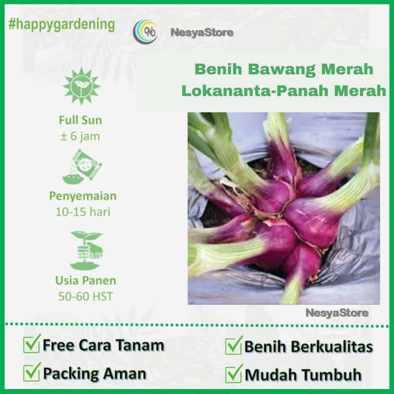 50 Biji - Benih Bawang Merah LOKANANTA Panah Merah