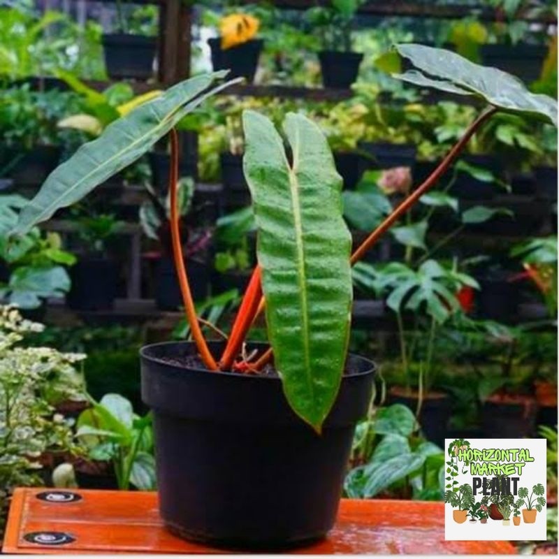 Tanaman hias Philodendron Kabel Busi batang orange