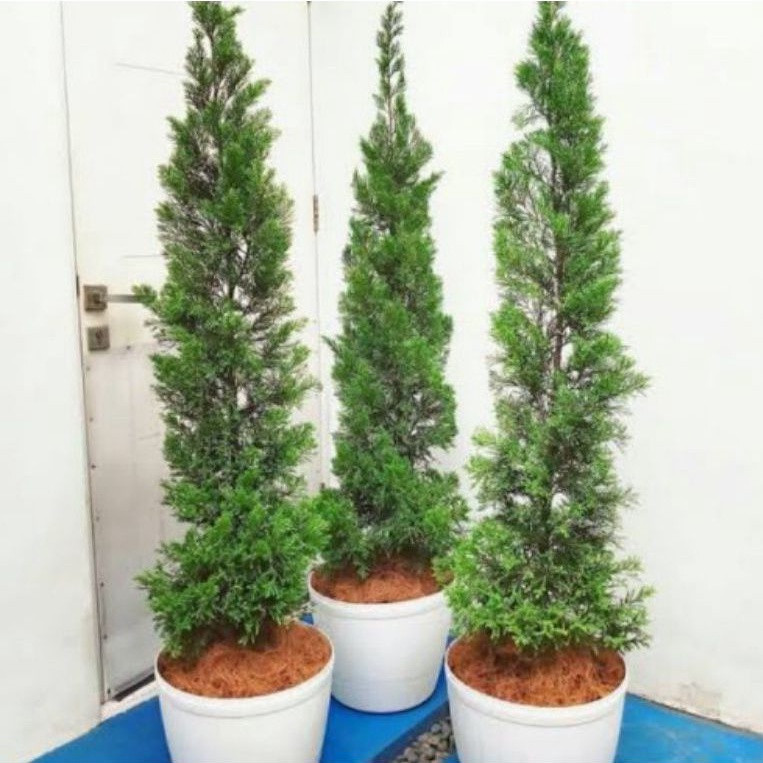 Tanaman Hias Cemara Papua Cemara Lilin Tinggi 1 Meter Pohon Cemara Papua / Tanaman Indoor Outdoor Ce