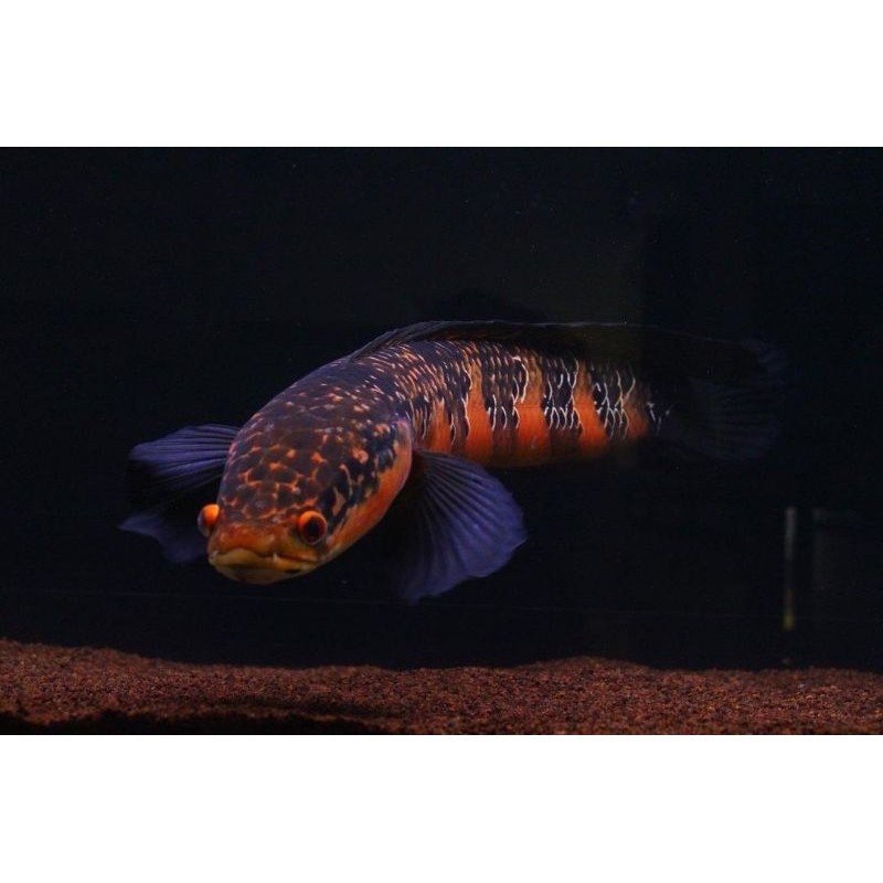 hobi Channa Red Sentarum Simet Cabung Size 20Cm-23Cm Sortiran Terbaik Garansi 100%,Channa Maru Cibub