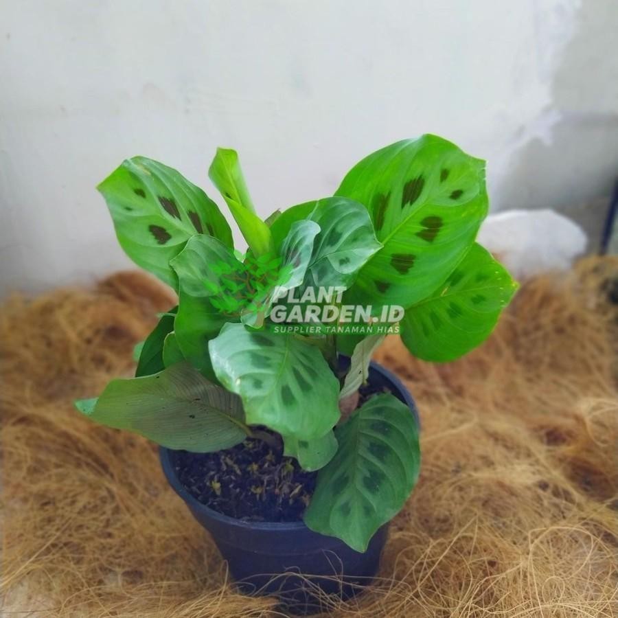 Promo (BISA COD) Calathea levonero tanaman hias calatea puyuh kalatea totol calatea kupu pray plant 