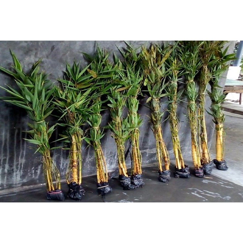 Bambu kuning  ( Bambusa vulgaris var. striata) Pring kuning|Bambu Hias