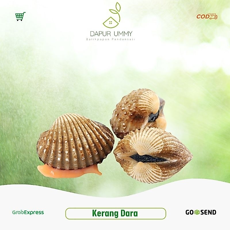 KERANG DARA • Kerang Dara Segar Tersedia pagi