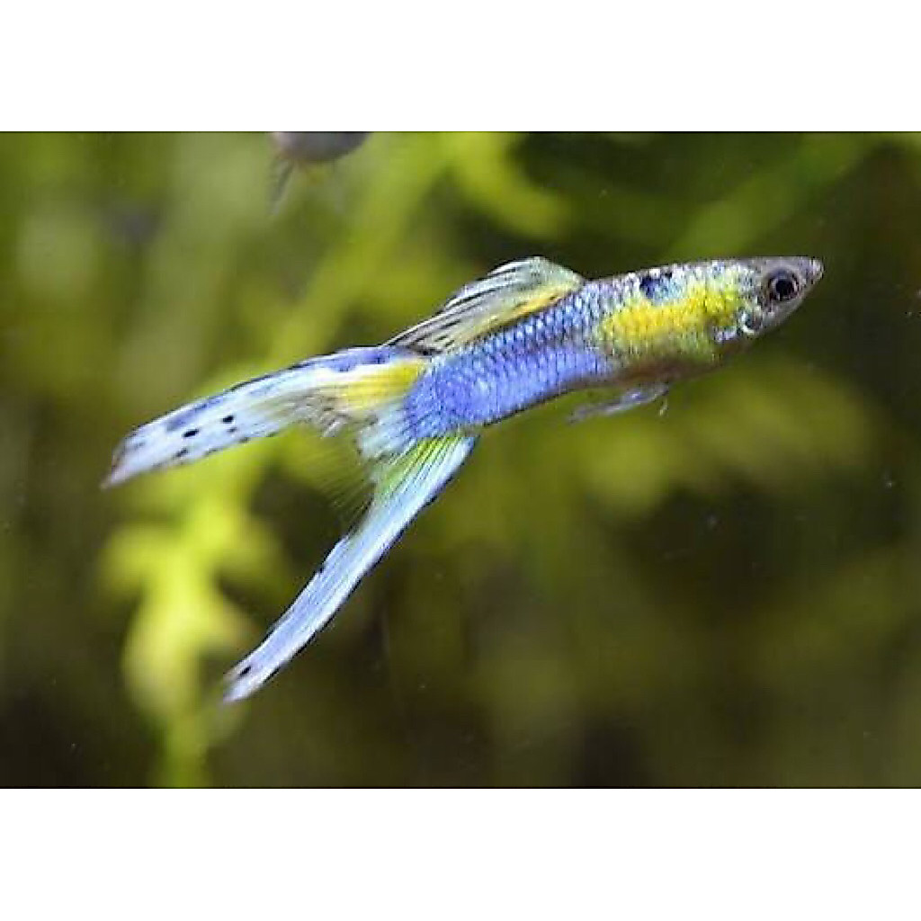 Pajangan Guppy JapanBlue double swordx AlbinoredKoi x TUXEDO KOI = ( +Bonus )