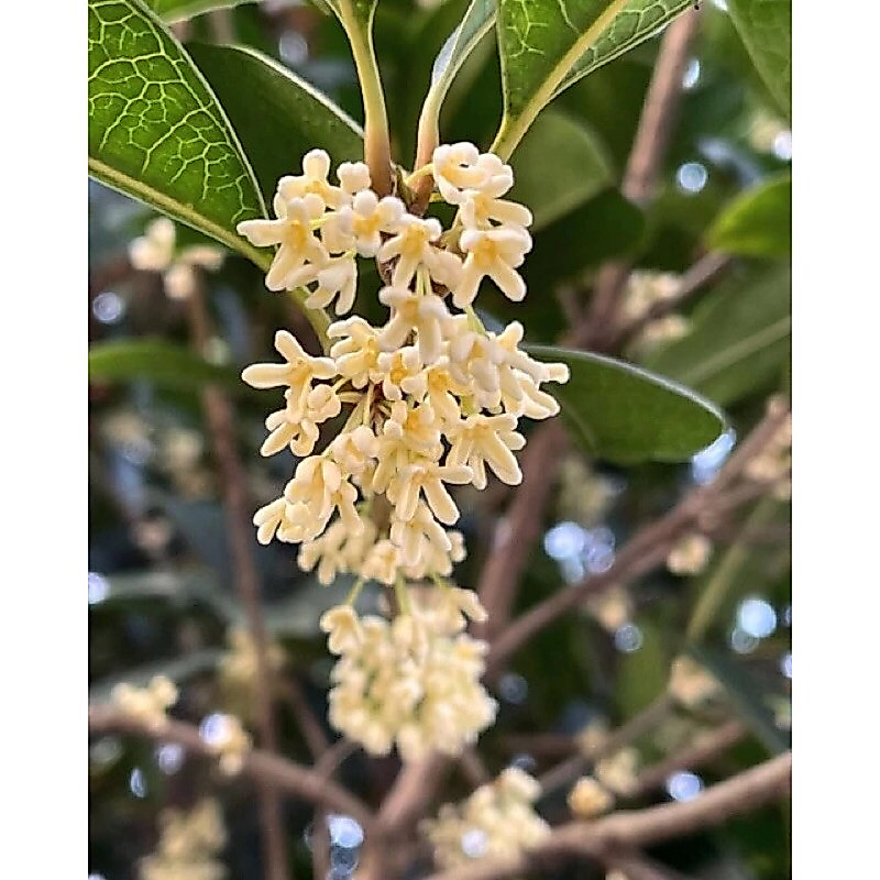 Tanaman Mei Hua /osmanthus/ Sweet Olive