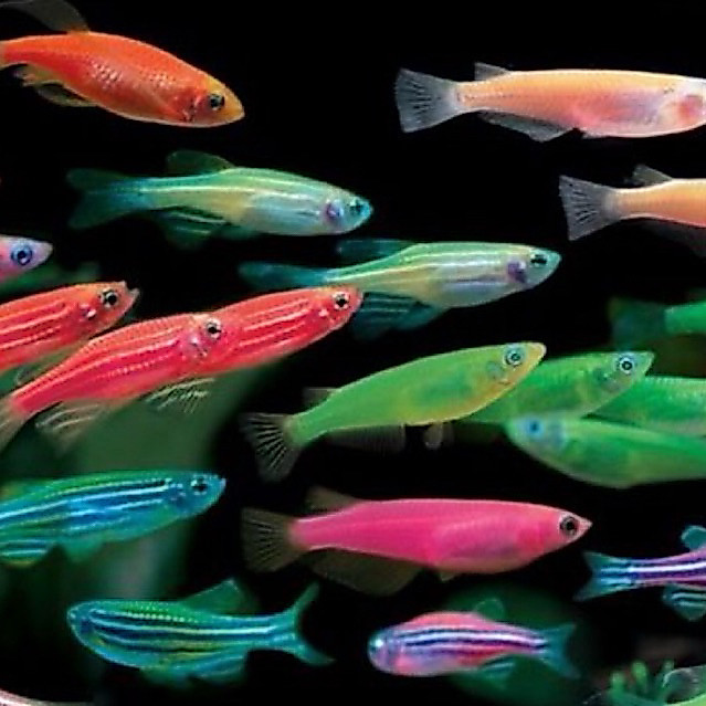 [Chan Aquatic] Ikan Hias Danio Glow fish | Zebra Fish | Schooling Fish
