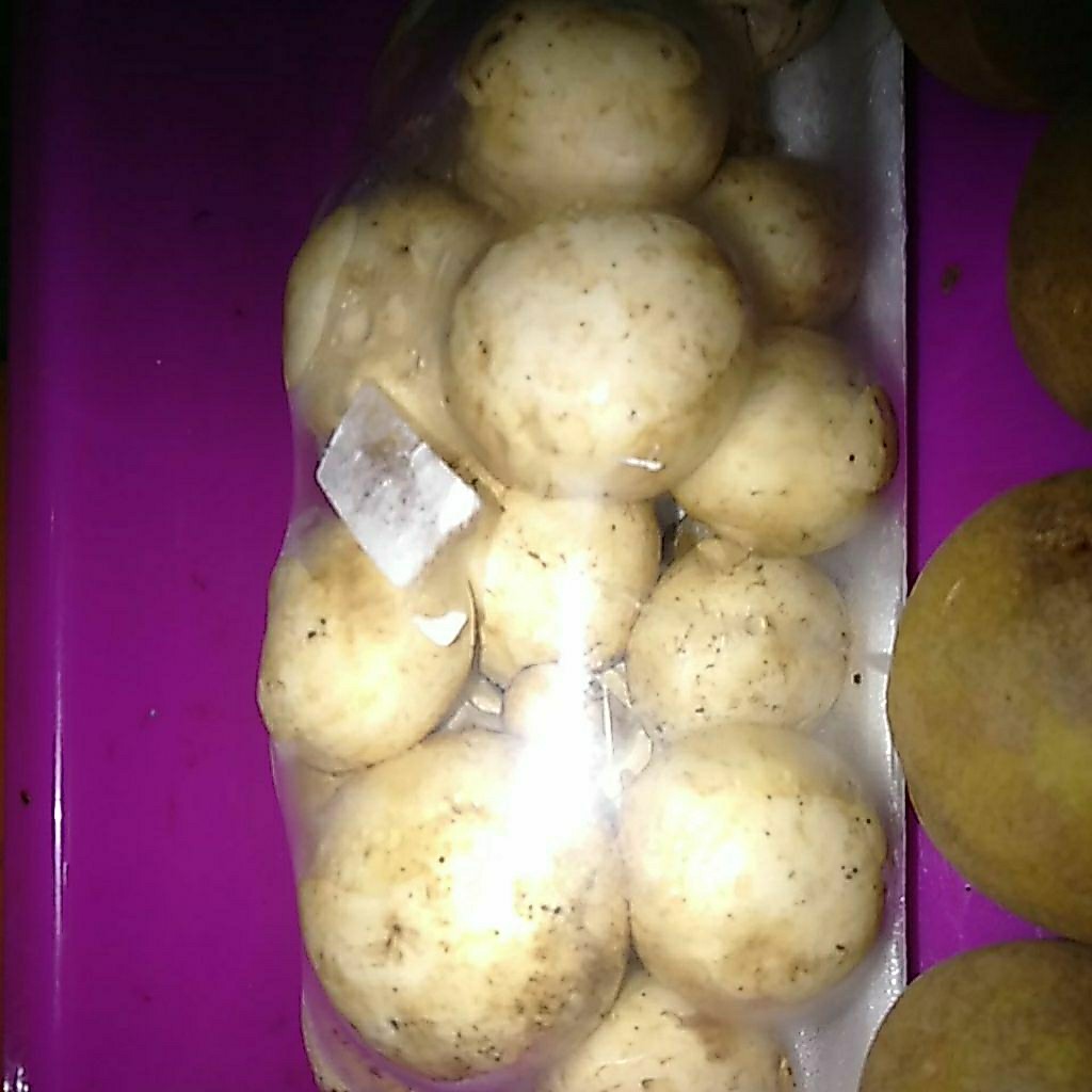 Jamur Campignon Kancing segar