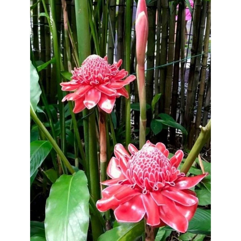 

BUNGA KECOMBRANG MURAH SEGAR 500 GRAM