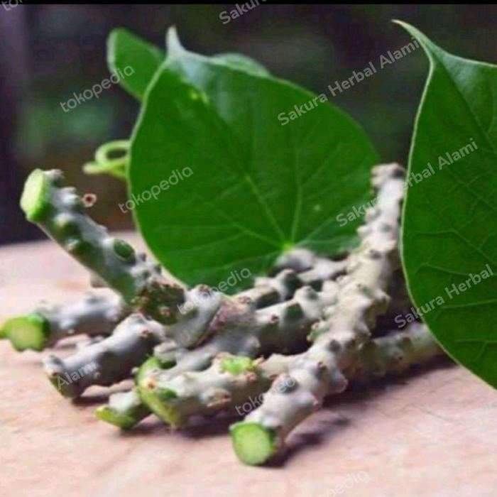 

jual murah akar brotowali/batrawali 1kg masih segar