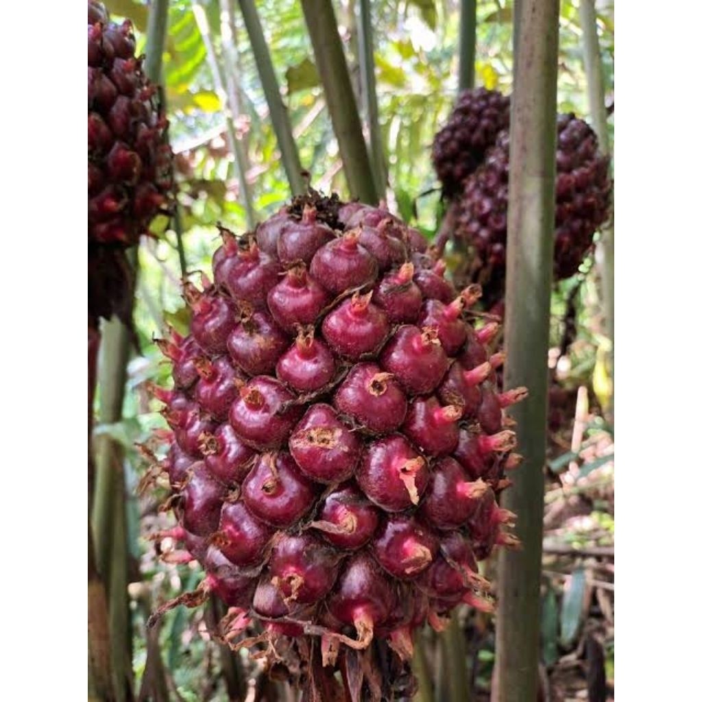 

buah honje laka buah kecombrang merah segar berat 1 kg segar fresh (GOS) BISA COD buah romeh Herbal Store_28