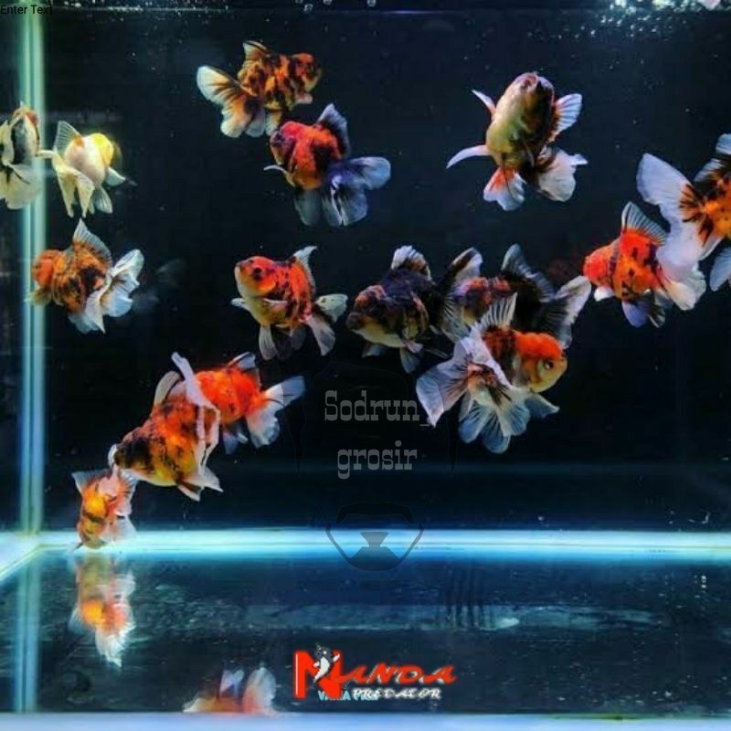 Hiasan Aquarium koki pw Oranda 10-12 cm ost  pilihan