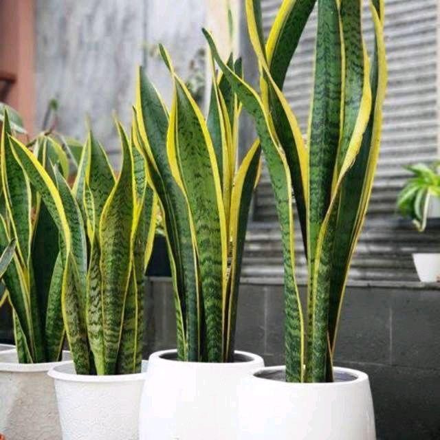 Tanaman Hias Sansiviera-Sansiviera Lidah Mertua