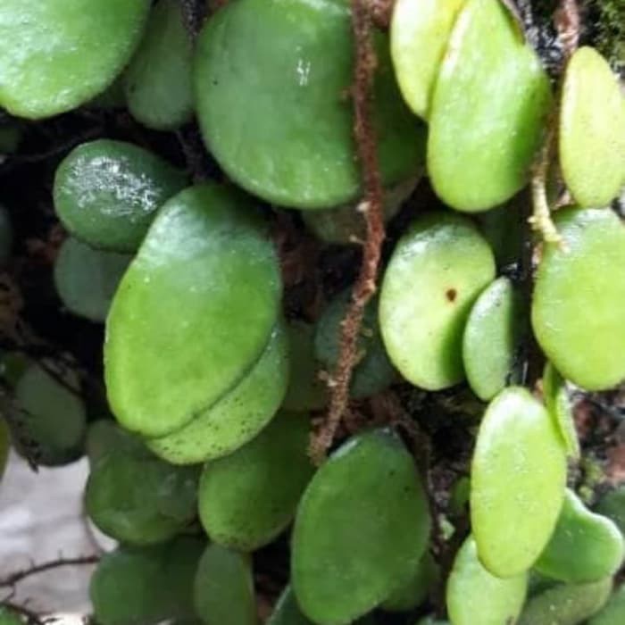 

Terlaris Daun sisik Naga/Picisan Obat herbal Alami ⠀⠀⠀⠀⠀⠀⠀⠀