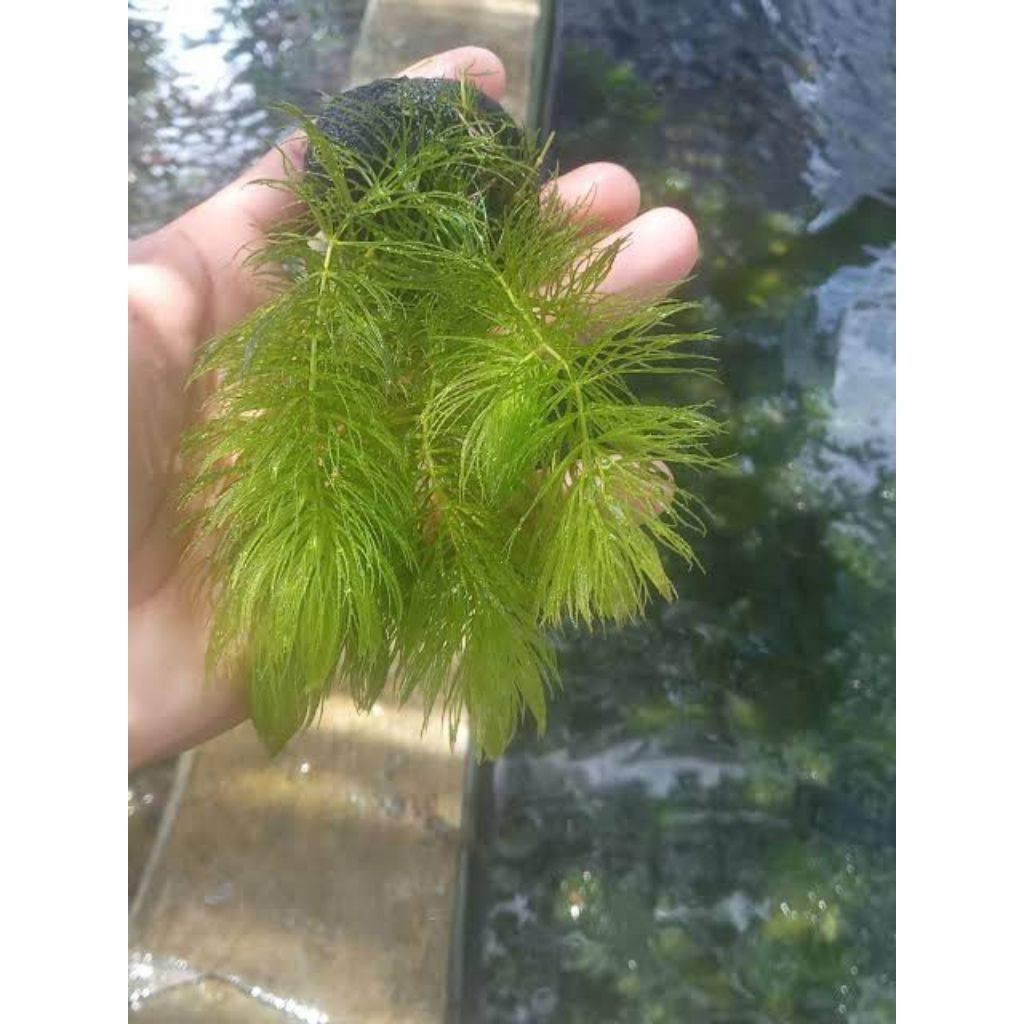 Ganggang air tanaman aquascape hiasan aquarium