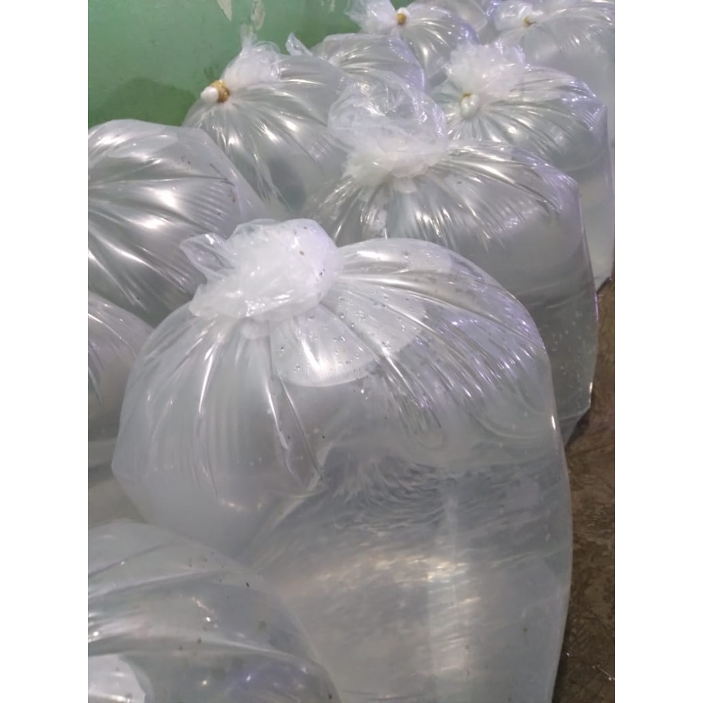 

Air Laut Asli 15 Liter - Natural Salt Water (NSW)