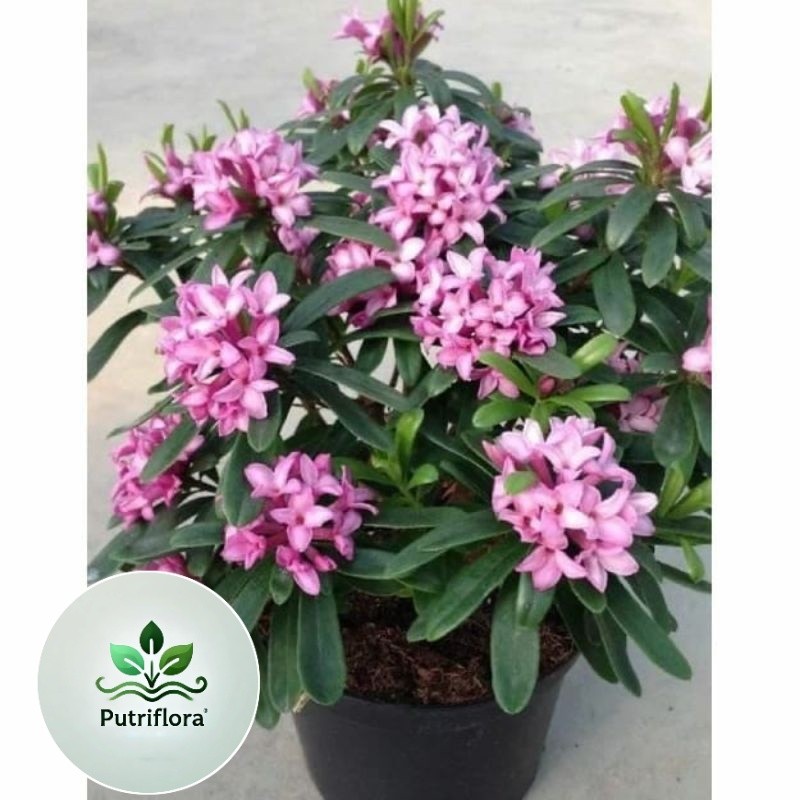 NEW (BISA COD) Tanaman hias asoka bunga ungu-asoka bunga unggu