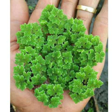 Azolla Microphylla Tanaman Azolla Pakan Ikan Kelinci dan Ternak 500 gr