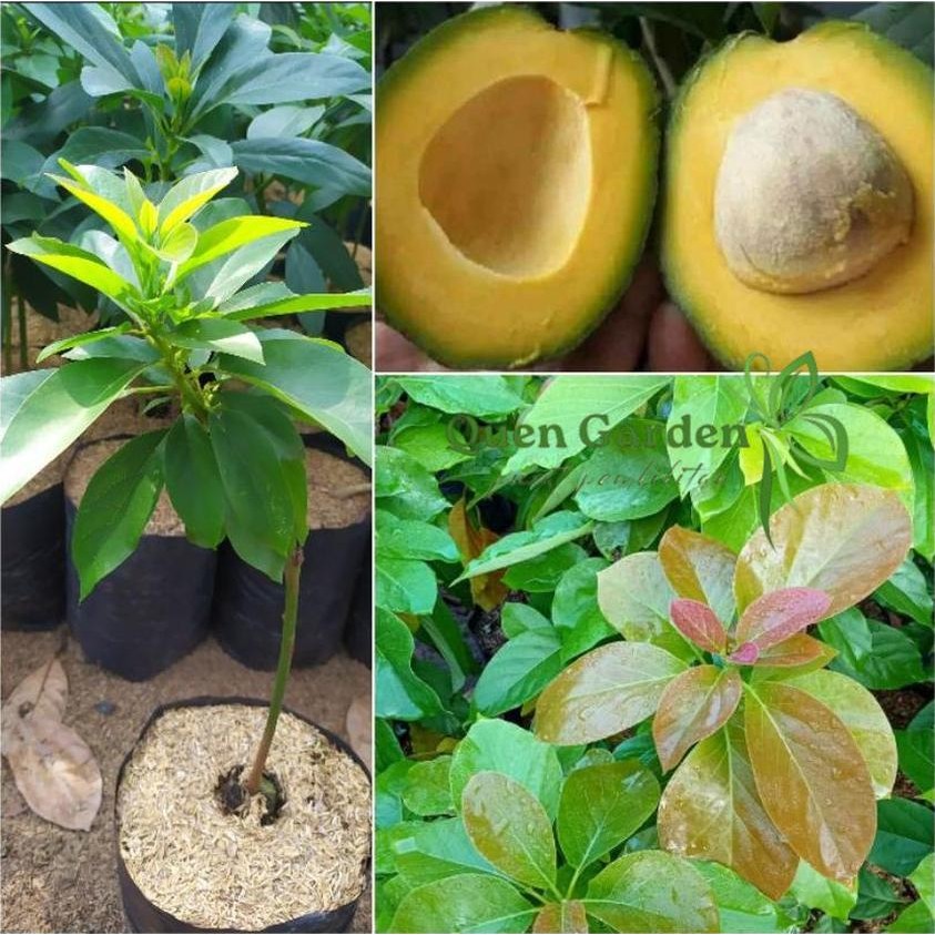 Bibit alpukat miki asli unggul/alpukat mentega miki asli