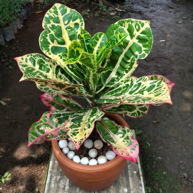 Tanaman hias puring kura - Puring kura kura