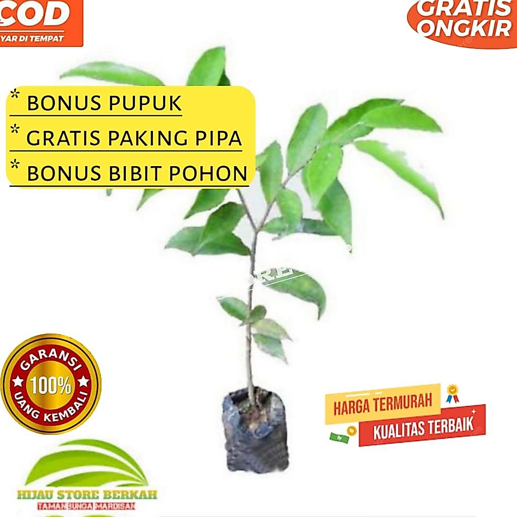 Bibit pohon gaharu