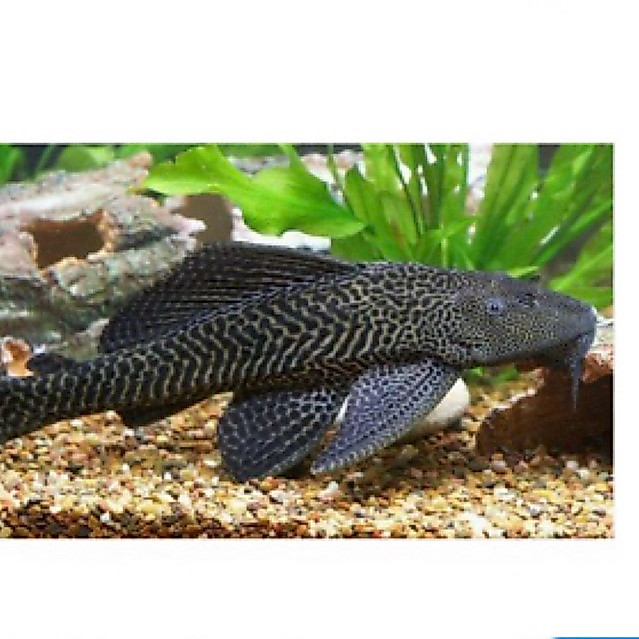 Sapu sapu pembersih kaca / bibit ikan sapu sapu pemakan lumur.