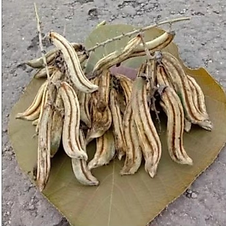 jual rawe,koro rawe, bibit tanaman rawe siap semaiasih ada kulit,perbuah