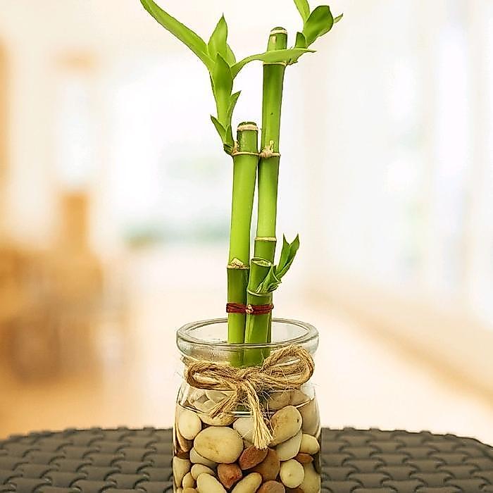 Paket 3 batang bambu hoki - lucky bamboo tanaman media air hydroponic - loocky bamboo
