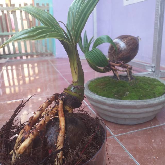 Bonsai kelapa minion/bonkla mini     Berkualitas