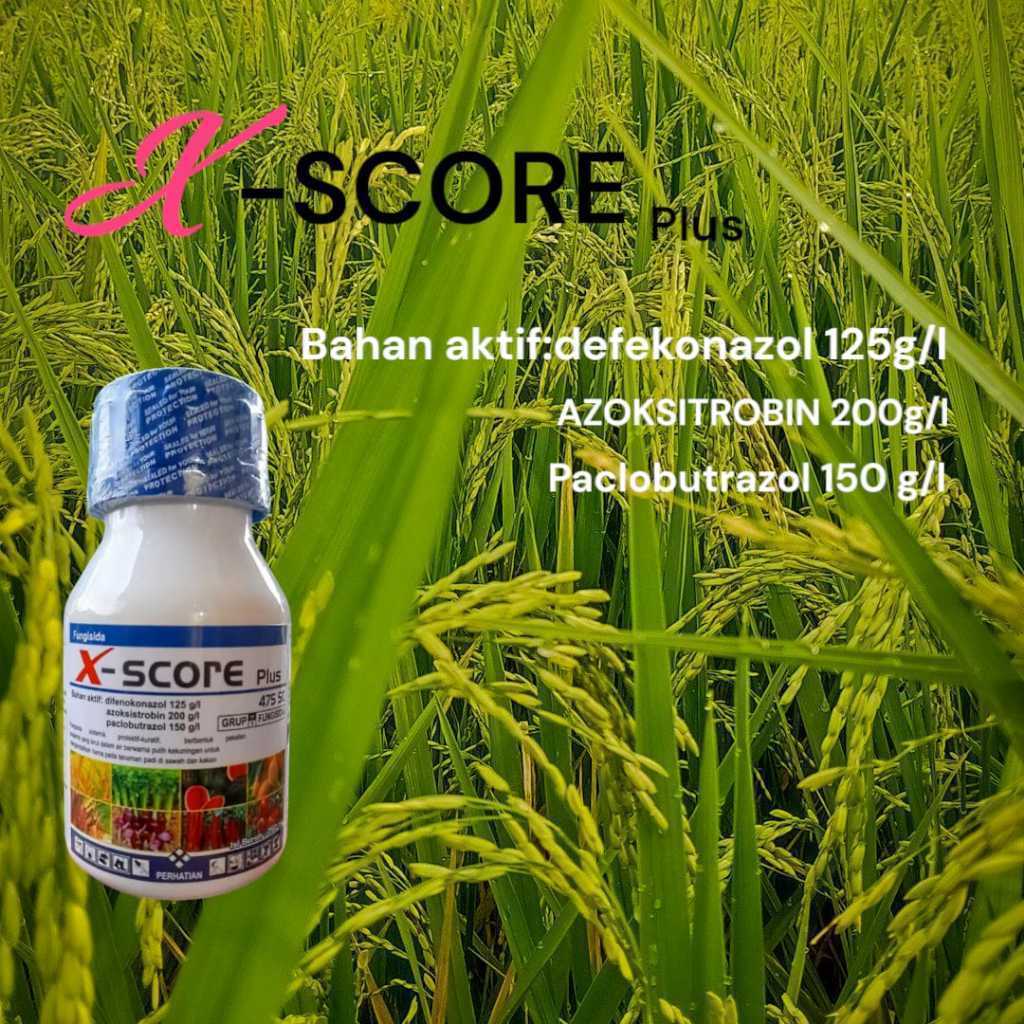X-Score Plus FUNGISIDA X-SCORE 475sc Difekonazol 125g/l Azoksitrobin 200g/l Paclobutrazol 150g/l Per