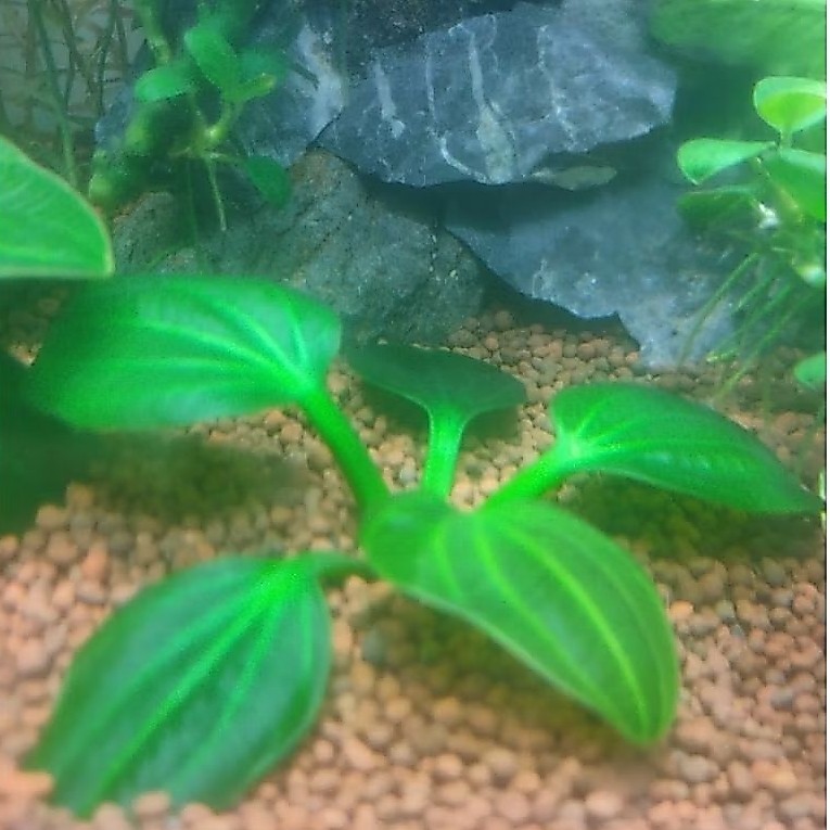 Echiodorus iguazu 2009 size m full air,tanaman aquascape real foto