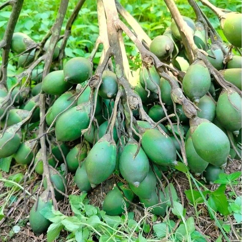 

Buah Pinang / Buah Jambe Hijau Fresh - Pilihan Berat 500 gram dan 1 kg - Gula, Zuriat Makanan