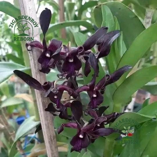 (BISA COD) tanaman hias anggrek dendrobium kriting mr and Mrs inanto remaja .