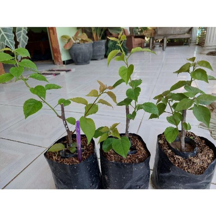 Tanaman hias bunga bougenville ice cream - tanaman hias bugenvil bunga kertas - bunga hias bougenvil