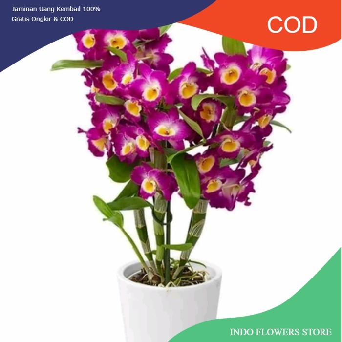 Anggrek Dendrobium Nobile Dewasa