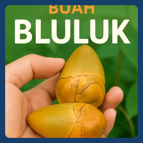 

MRK - Beluluk kelapa Tembeluluk Kelapa Hijau Frash 1 Kg isi 20 - 30 pcs langsung petik dari pohonnya