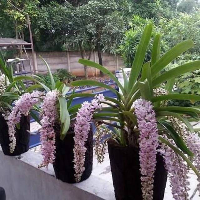 Anggrek ekor tupai dewasa siap berbunga