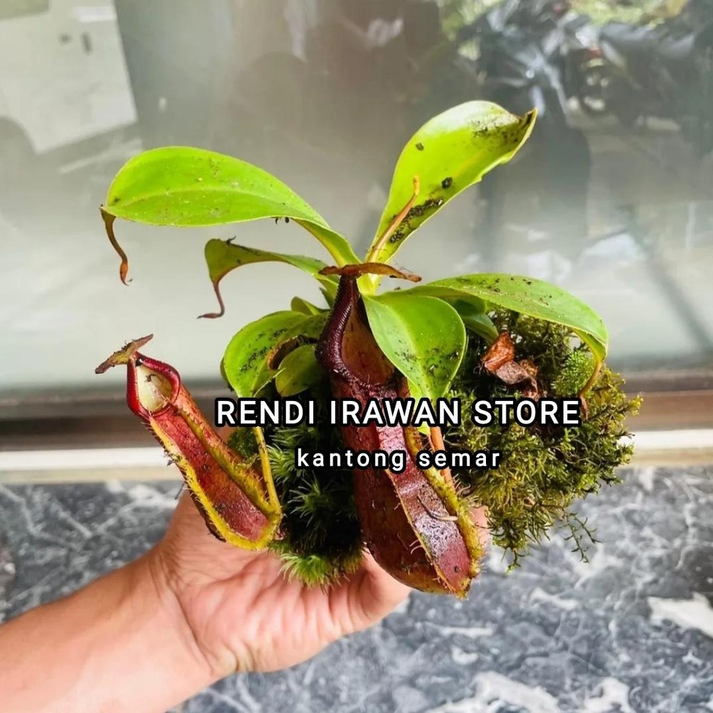 Kantong Semar Tanaman Karnivora - Nepenthes andrianii