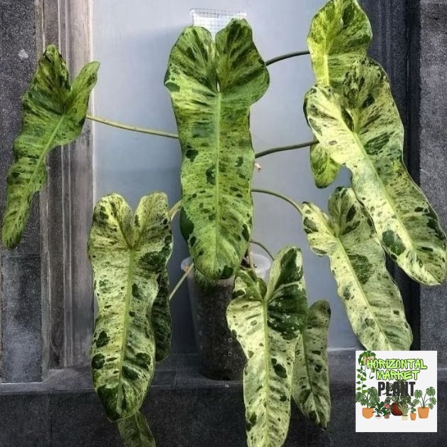 Tanaman Hias Philodendron Paraiso Verde / Tanaman Indoor Philo Paraiso Verde / Tanaman Hidup Philo P